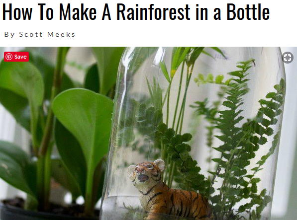 Bottle rainforest