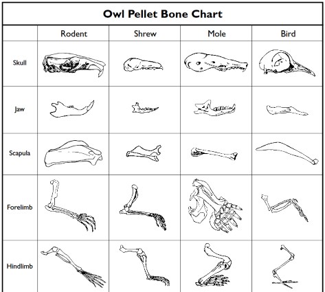 owl pellets bones