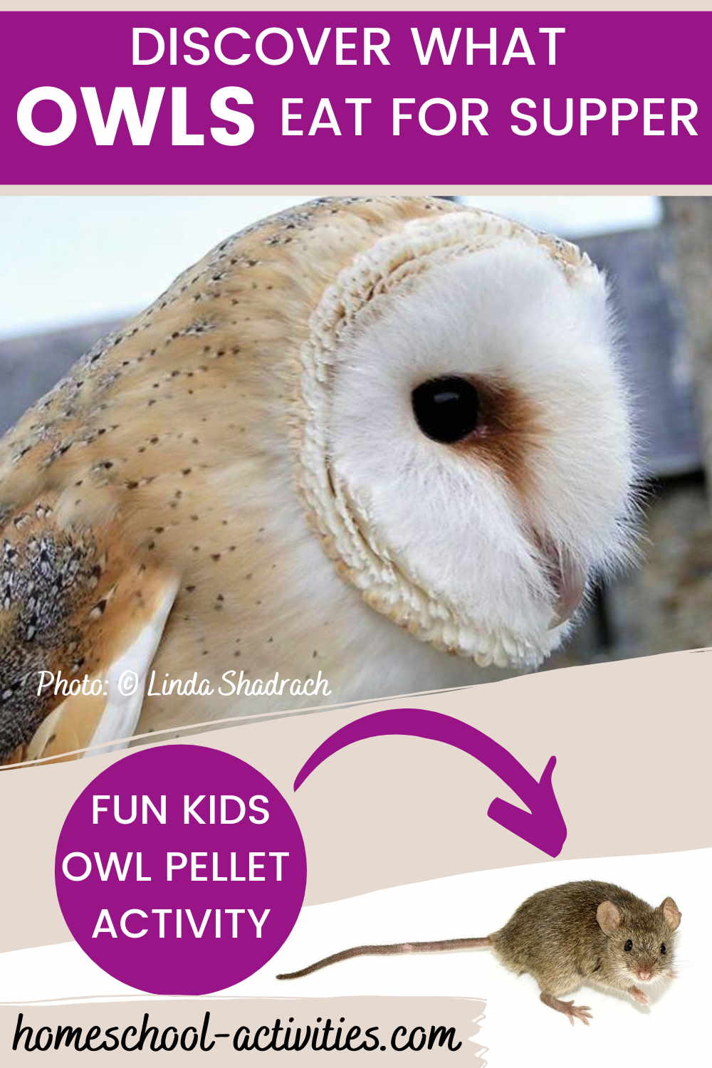Free Games for Toddlers and Babies: The Owlies