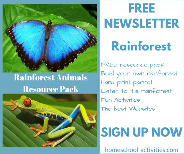 rainforest newsletter