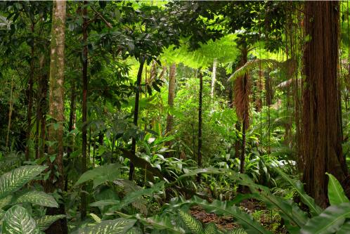 rainforest trees