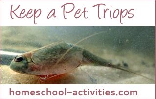 keep a pet triops