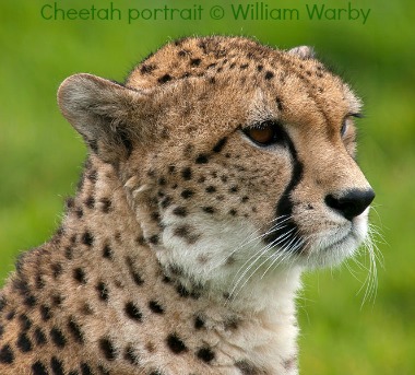 Cheetah portrait at Whipsnade Zoo by William Warby