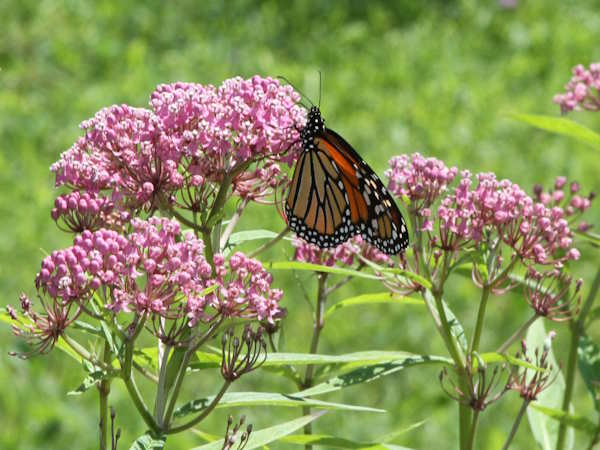 Milkweed and Monarch butterfly