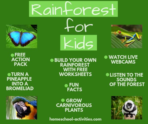 Homeschool Science Rainforest For Kids Activities